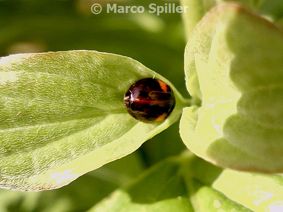 Coccinellidae da determinare